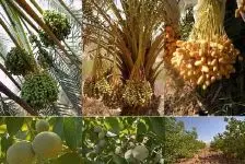 صادرات نهال‌ خرما و گردو با کمترین میزان جهش ژنتیکی