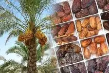 قوانین خلق‌الساعه مانع اصلی صادرات خرما